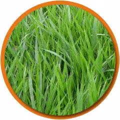 Pasto decumbens