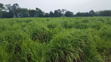 Panicum m cv. Zuri
