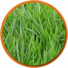 Pasto decumbens