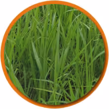 pasto piata