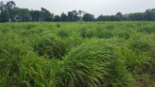 campo con pasto Panicum m cv. Zuri en Mexico