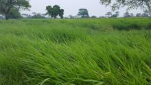 pasto Decumbens