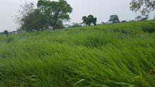 pasto Decumbens