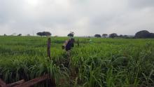 campo con pasto P.M- Mombasa Rancho san fermín. La Libertad, Chiapas. Méx.