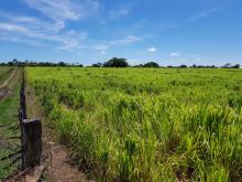 campo con pasto P.M- Mombasa  La Libertad; chiapas. Méx.