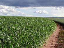 campo con pasto Panicum m cv. Zuri en Mexico