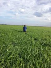 campo con pasto Panicum m cv. Zuri en Mexico 2